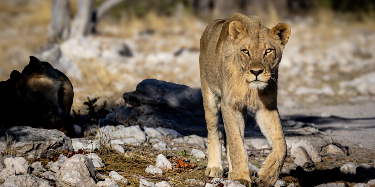 Etosha og videre